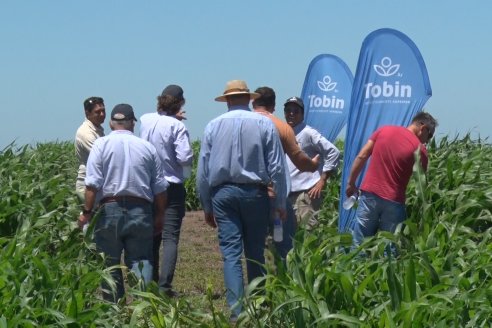 El pulgón amarillo de la caña de azucar no tiene futuro - 