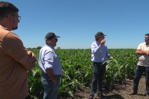 El pulgón amarillo de la caña de azucar no tiene futuro - 