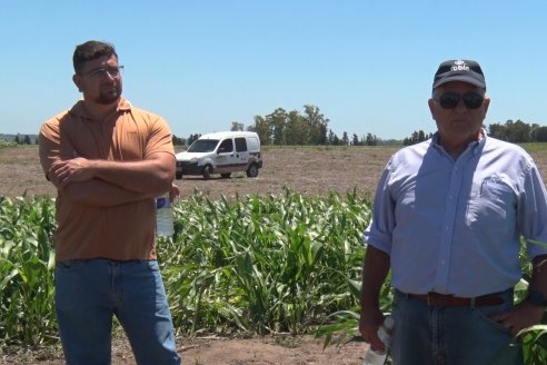 El pulgón amarillo de la caña de azucar no tiene futuro - 