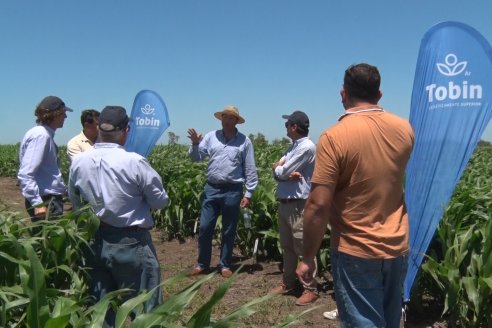 El pulgón amarillo de la caña de azucar no tiene futuro - 