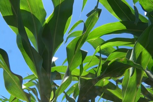 El pulgón amarillo de la caña de azucar no tiene futuro - 