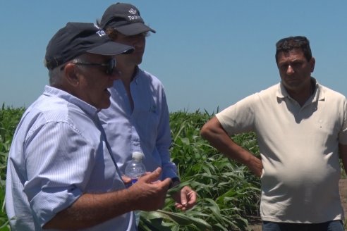 El pulgón amarillo de la caña de azucar no tiene futuro - 