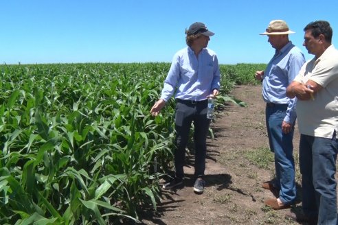 El pulgón amarillo de la caña de azucar no tiene futuro - 