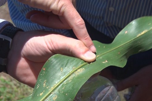 El pulgón amarillo de la caña de azucar no tiene futuro - 