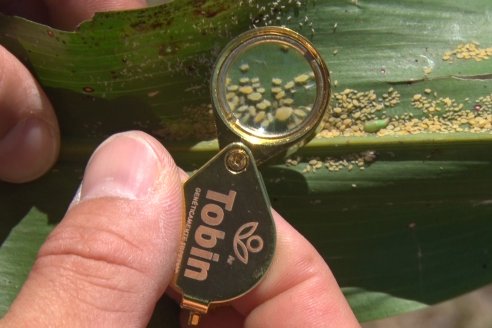 El pulgón amarillo de la caña de azucar no tiene futuro - 