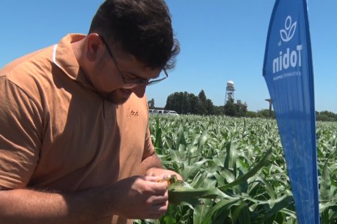 El pulgón amarillo de la caña de azucar no tiene futuro - 