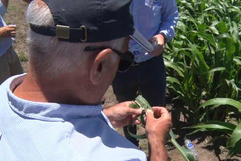 El pulgón amarillo de la caña de azucar no tiene futuro - 