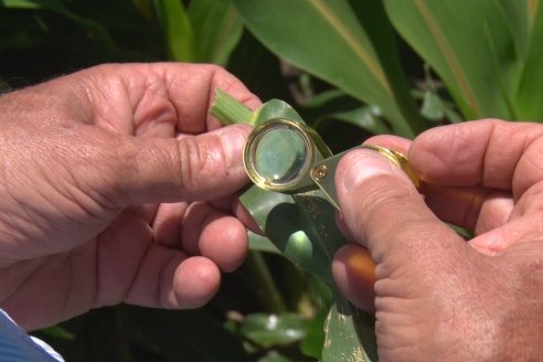 El pulgón amarillo de la caña de azucar no tiene futuro - 