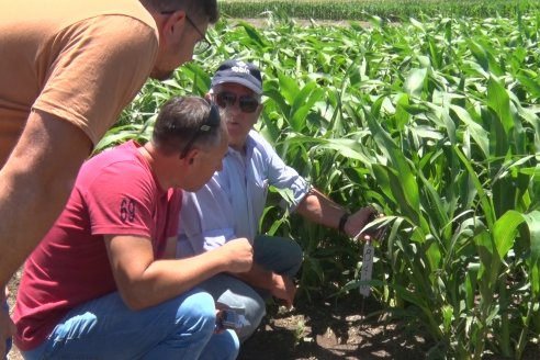 El pulgón amarillo de la caña de azucar no tiene futuro - 