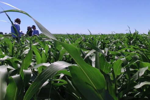 El pulgón amarillo de la caña de azucar no tiene futuro - 