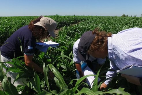 El pulgón amarillo de la caña de azucar no tiene futuro - 