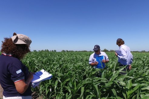 El pulgón amarillo de la caña de azucar no tiene futuro - 