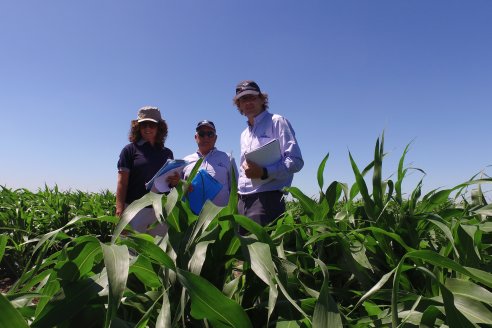 El pulgón amarillo de la caña de azucar no tiene futuro - 