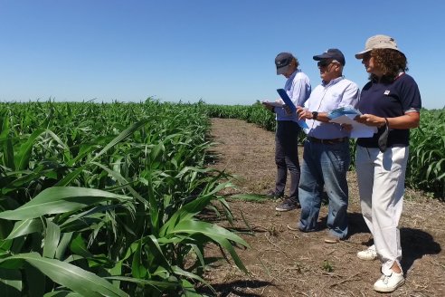 El pulgón amarillo de la caña de azucar no tiene futuro - 