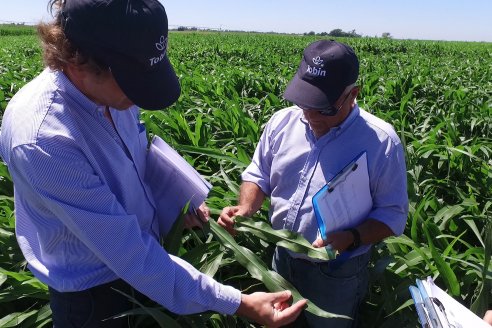 El pulgón amarillo de la caña de azucar no tiene futuro - 