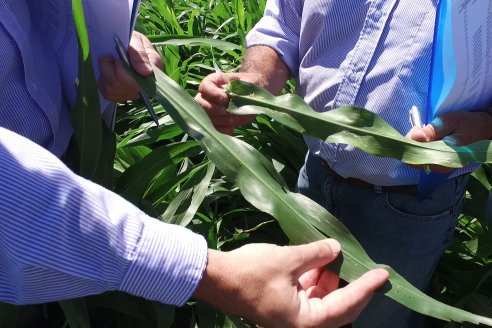 El pulgón amarillo de la caña de azucar no tiene futuro - 