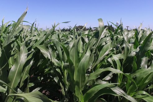 El pulgón amarillo de la caña de azucar no tiene futuro - 