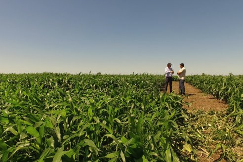 El pulgón amarillo de la caña de azucar no tiene futuro - 