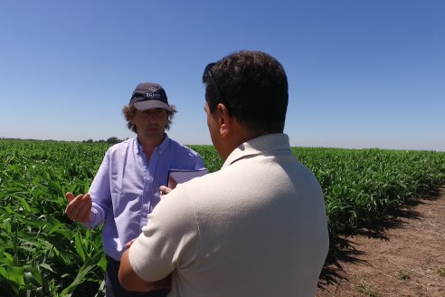 El pulgón amarillo de la caña de azucar no tiene futuro - 