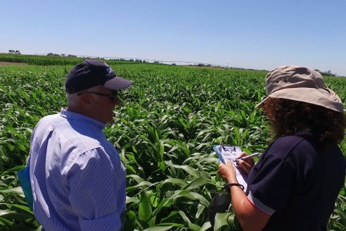 El pulgón amarillo de la caña de azucar no tiene futuro - 