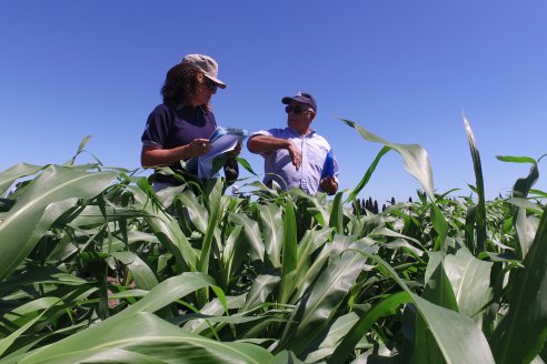 El pulgón amarillo de la caña de azucar no tiene futuro - 