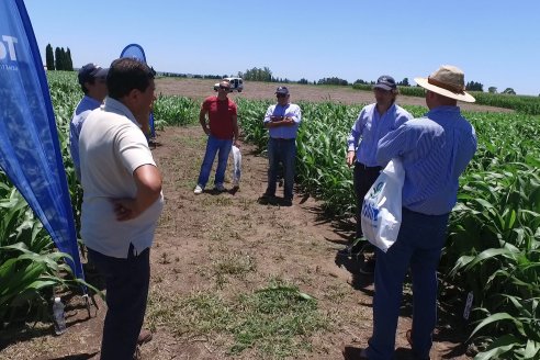 El pulgón amarillo de la caña de azucar no tiene futuro - 