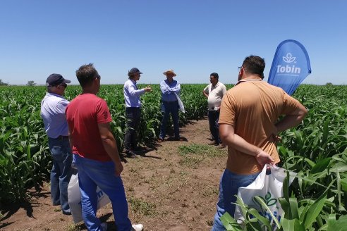 El pulgón amarillo de la caña de azucar no tiene futuro - 