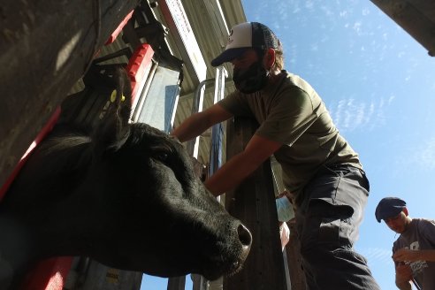 Con la admisión, se puso en marcha la Séptima Prueba Pastoril