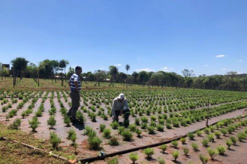 Productores de madera cuentan con una nueva variedad