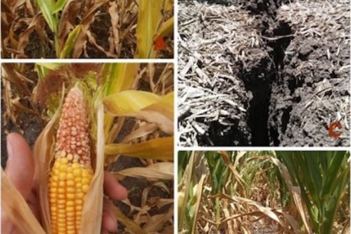 Liberan 800 millones de pesos en créditos, a tasa cero por un año, para paliar la piña de la sequía