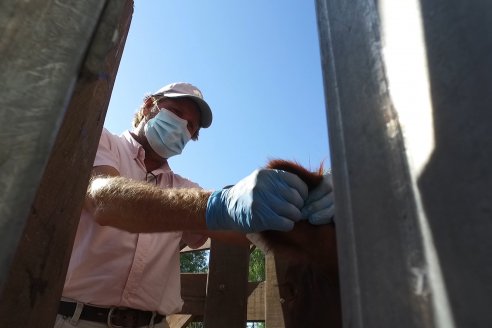 Con la jornada de admisión, se puso en marcha la Séptima Prueba Pastoril Angus del Litoral