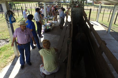 Con la jornada de admisión, se puso en marcha la Séptima Prueba Pastoril Angus del Litoral