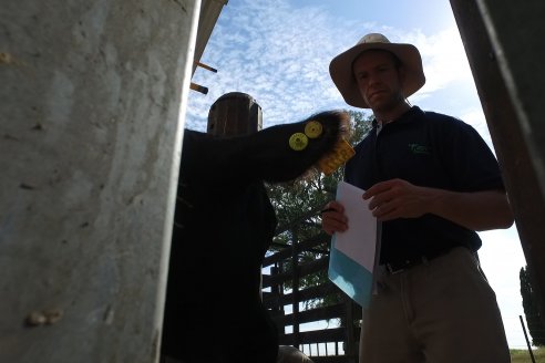 Con la jornada de admisión, se puso en marcha la Séptima Prueba Pastoril Angus del Litoral