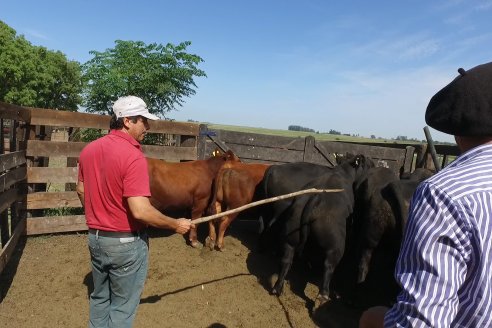 Con la jornada de admisión, se puso en marcha la Séptima Prueba Pastoril Angus del Litoral