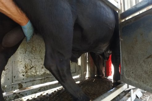 Con la jornada de admisión, se puso en marcha la Séptima Prueba Pastoril Angus del Litoral