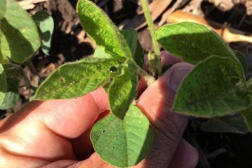 Estudian bacterias para mejorar el rinde del cultivo de soja