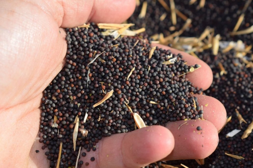 La colza está destinada a ocupar los campos que no vayan a formar trigales.