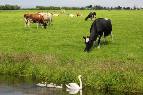 Países europeos quiere reducir stock ganadero para bajar emisiones contaminantes