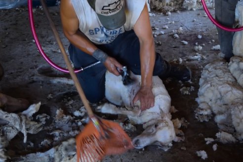 Estancia La Angelica -  Zafra 2021 - Tiempo de Esquila en el norte entrerriano