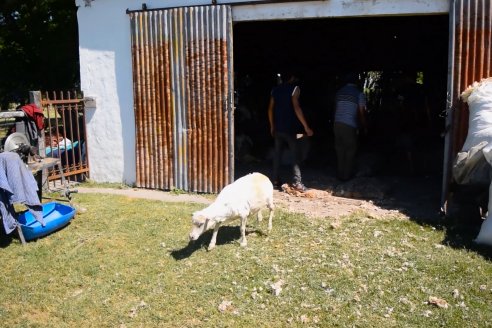 Estancia La Angelica -  Zafra 2021 - Tiempo de Esquila en el norte entrerriano