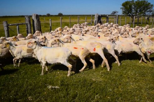 Estancia La Angelica -  Zafra 2021 - Tiempo de Esquila en el norte entrerriano