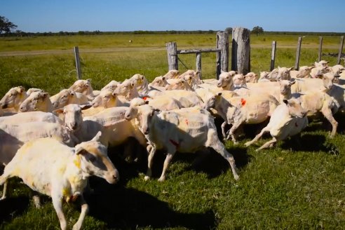 Estancia La Angelica -  Zafra 2021 - Tiempo de Esquila en el norte entrerriano