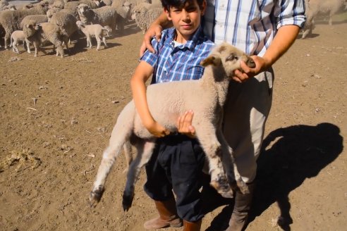 Estancia La Angelica -  Zafra 2021 - Tiempo de Esquila en el norte entrerriano