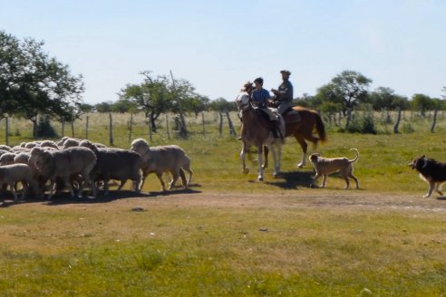 Estancia La Angelica -  Zafra 2021 - Tiempo de Esquila en el norte entrerriano