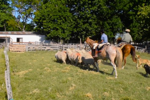 Estancia La Angelica -  Zafra 2021 - Tiempo de Esquila en el norte entrerriano