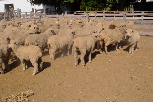 Estancia La Angelica -  Zafra 2021 - Tiempo de Esquila en el norte entrerriano