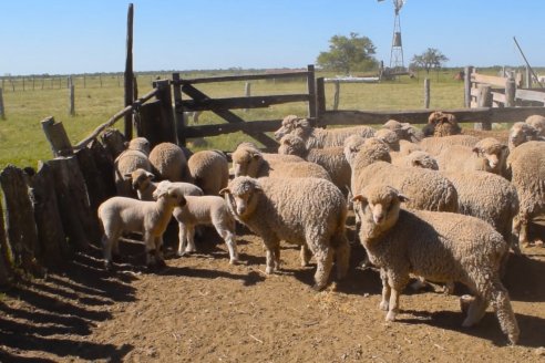 Estancia La Angelica -  Zafra 2021 - Tiempo de Esquila en el norte entrerriano