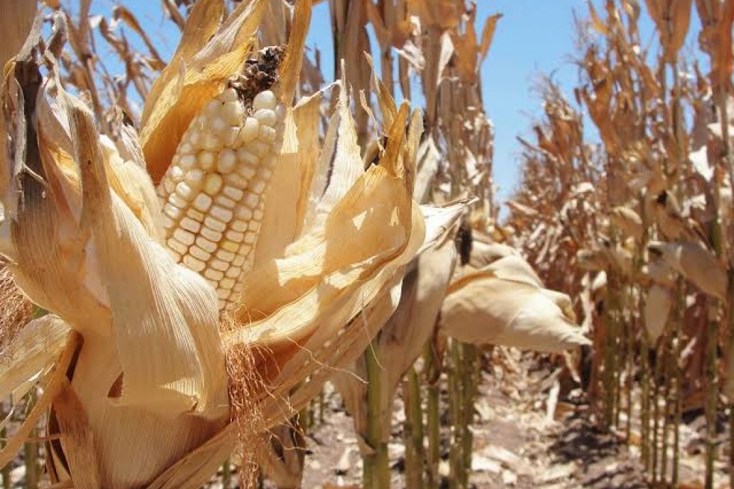 Las pérdidas evidentes son de fuste, particularmente en el cultivo de maíz.