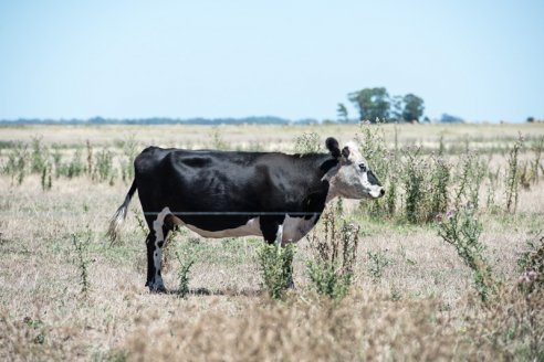  Ganadería: estrategias para enfrentar el estrés por calor