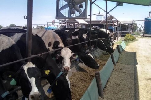 Este verano, la producción de leche registra un derrumbe por debajo de lo normal